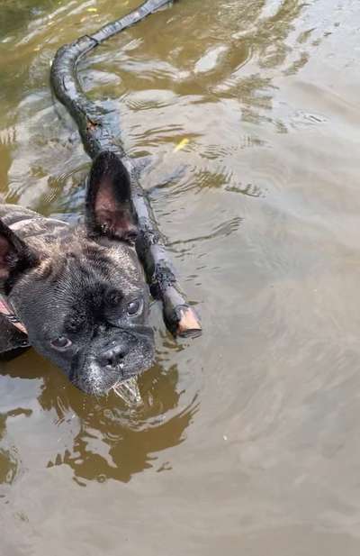 Hundeschwimmen-Beitrag-Bild