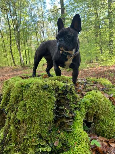 Fotowettbewerb Natur-Beitrag-Bild