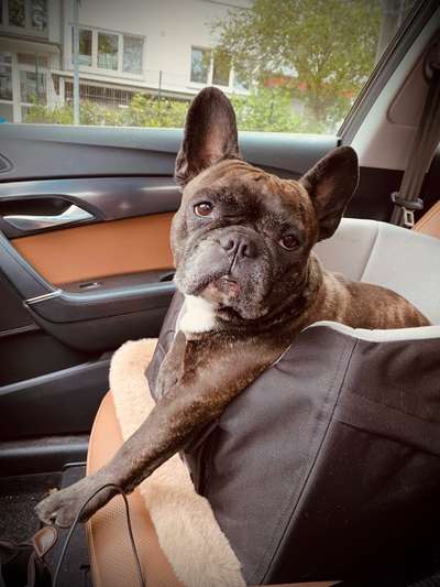 Foto Challenge Thema "Hunde im Auto"-Beitrag-Bild