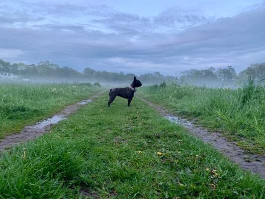 156. Fotochallenge *** DEIN HUND UND DIE WUNDERSCHÖNEN WOLKEN ***-Beitrag-Bild