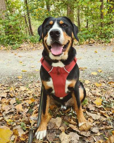 Große Schweizer Sennenhunde-Beitrag-Bild