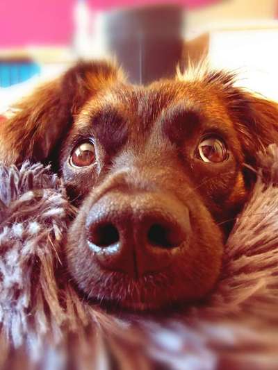 Dogorama Photo Challenge - Hundeblick zum hinschmelzen-Beitrag-Bild