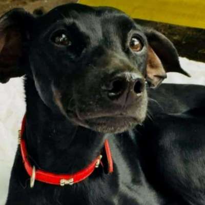 Windhunde - Treffen der besonderen Schönheiten
HERZLICH WILLKOMMEN-Beitrag-Bild