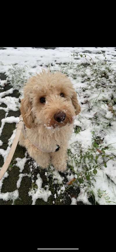 Alles rund um den Pudel-Beitrag-Bild