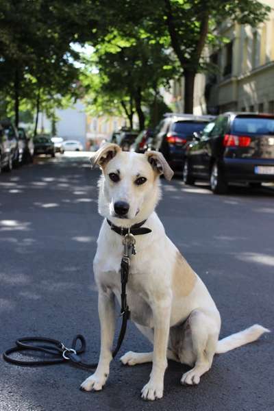 Hundetreffen-Kennenlernen und Social Walk-Bild