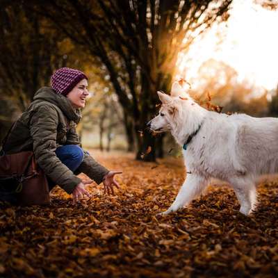 Hundetreffen-Training Hundebegegnungen-Bild
