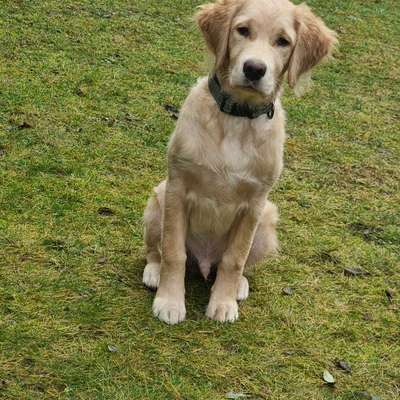 Hundetreffen-Mittelgroße Spielfreunde spielplatz Cosmarweg-Bild