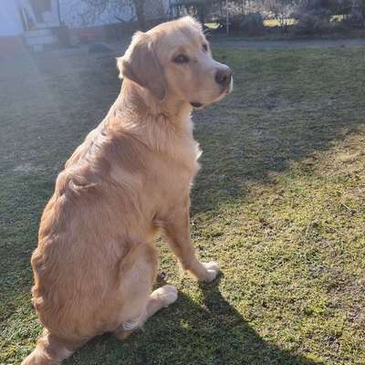 Hundetreffen-Mittelgroße Spielfreunde spielplatz Cosmarweg-Bild