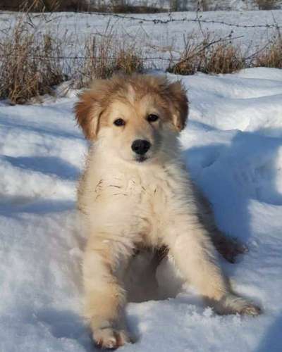 Seltene Rassen!-Beitrag-Bild