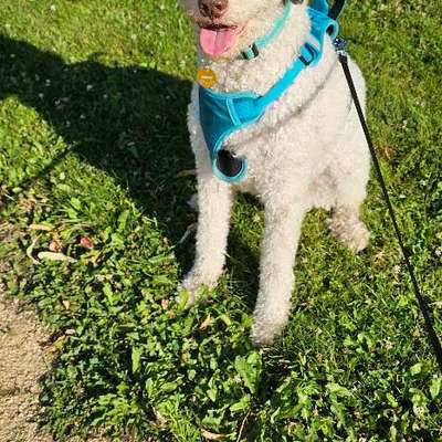 Portugiesischer Wasserhund-Beitrag-Bild