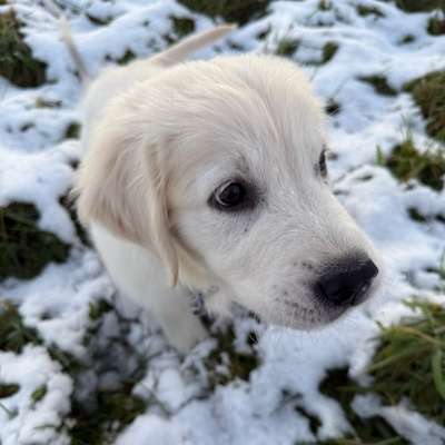 Hundetreffen-Welpenfreund gesucht-Bild