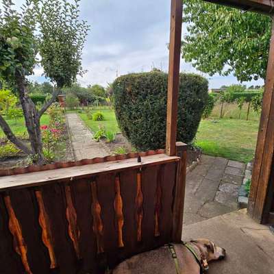 Hundetreffen-Hundetreffen-Bild