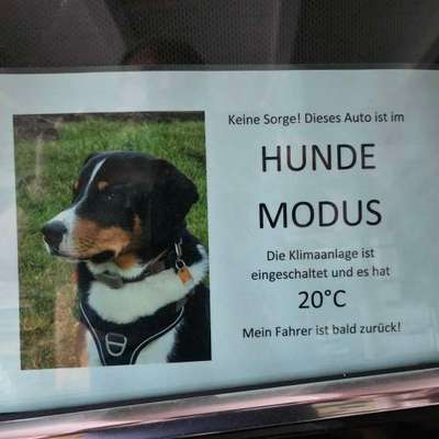 🚗 Hund im heißen Auto – was würdest du tun?-Beitrag-Bild