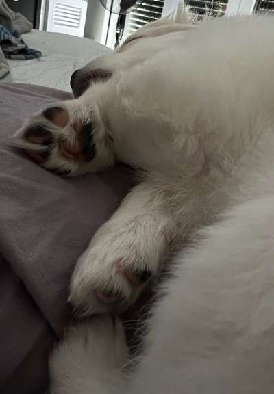 Dogorama Photo Challenge - Details Ganz nah-Beitrag-Bild