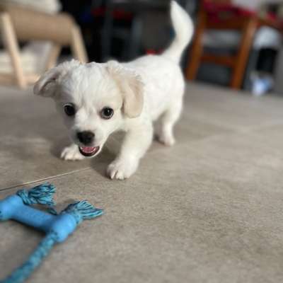 Fotosammlung: ,,Der natürliche Hund" Unbearbeitet, ungestellt und in Natura-Beitrag-Bild