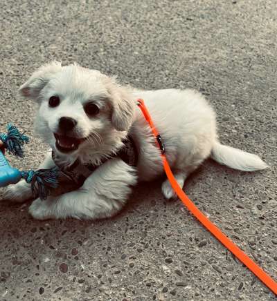 FarbenFoto - Challenge: Sepia-Beitrag-Bild