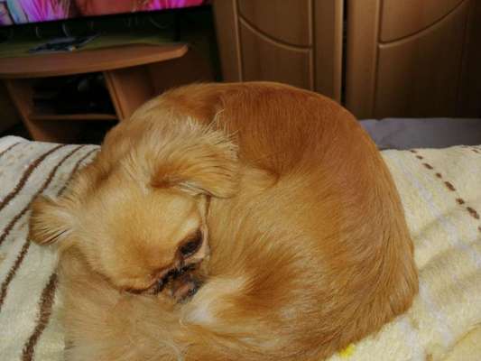 Pekinese/Pekingese-Beitrag-Bild