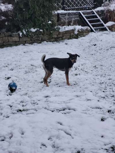 Hundetreffen-Gassi gehen und ganz wichtig spielen 🙂-Bild