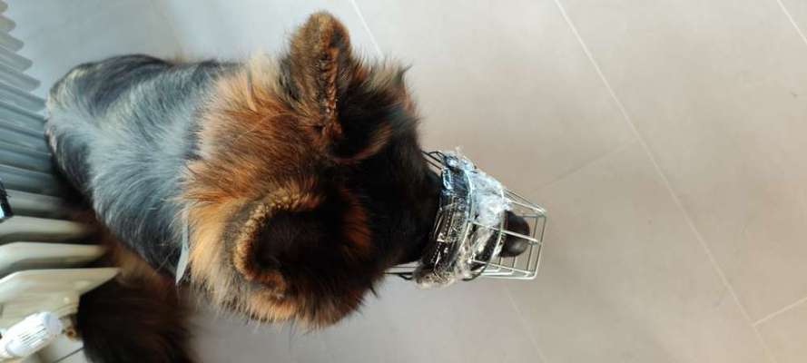 Alles rund um den Schäferhund, diskutieren erwünscht.-Beitrag-Bild