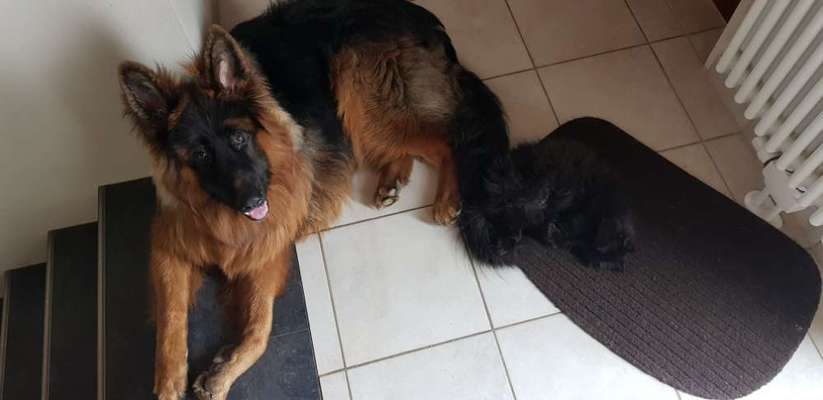 Schäferhund-Fans?-Beitrag-Bild