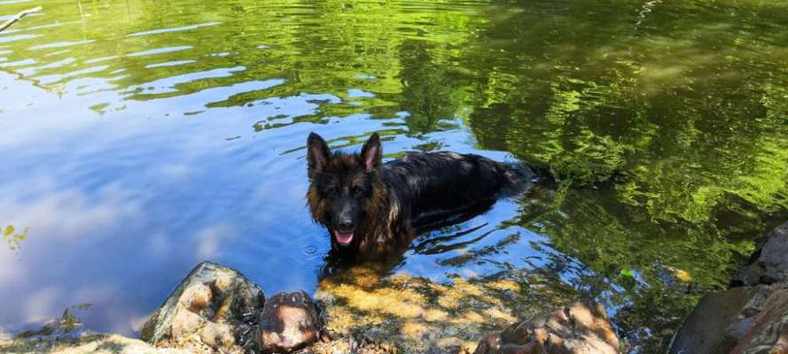 Alles rund um den Schäferhund, diskutieren erwünscht.-Beitrag-Bild