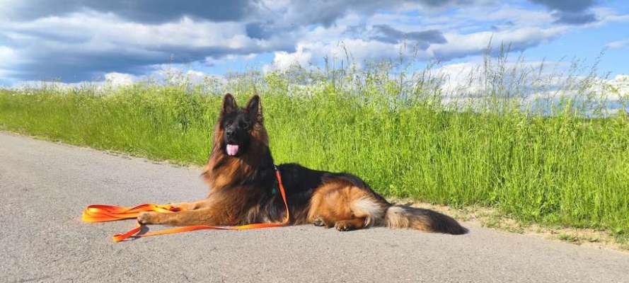 Wie heißt dein Hund?-Beitrag-Bild