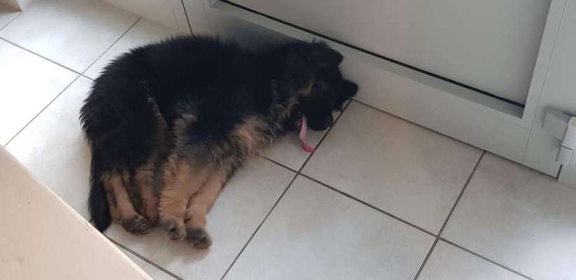 Schäferhund-Fans?-Beitrag-Bild