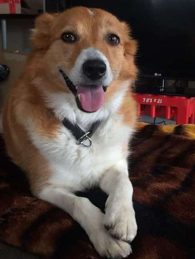 Mischlingshunde Foto Aufruf-Beitrag-Bild