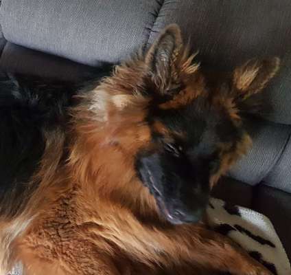 Die Dogorama-Wochen-Challenge "Die schönste Grimasse"-Beitrag-Bild