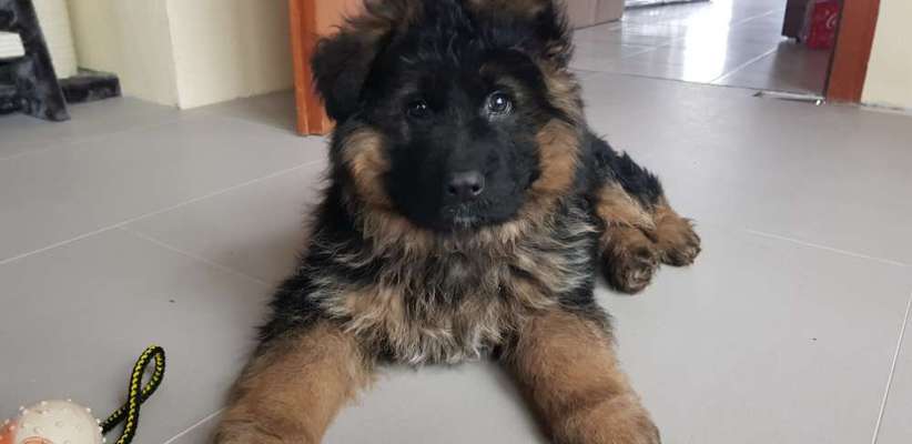 Welpen Bilder !-Beitrag-Bild