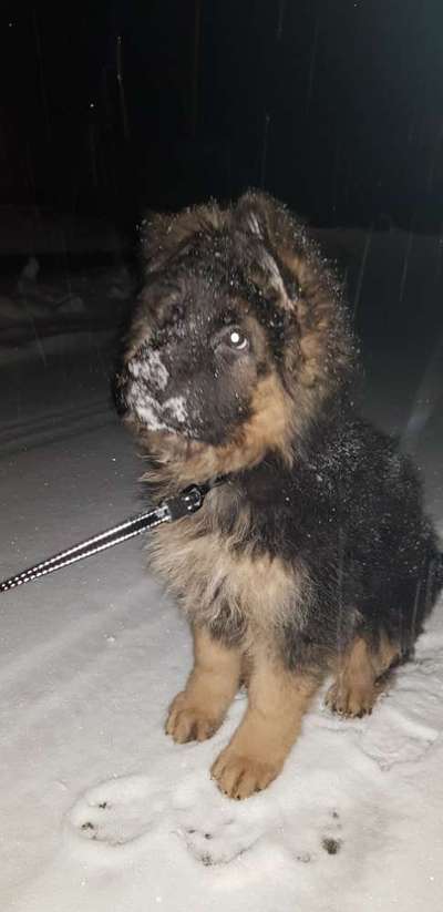 Schäferhund-Fans?-Beitrag-Bild