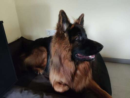 Schäferhund-Fans?-Beitrag-Bild