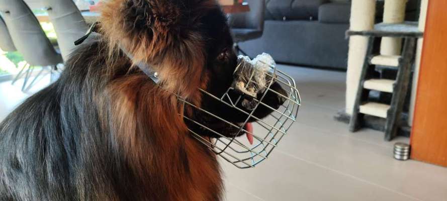 Alles rund um den Schäferhund, diskutieren erwünscht.-Beitrag-Bild