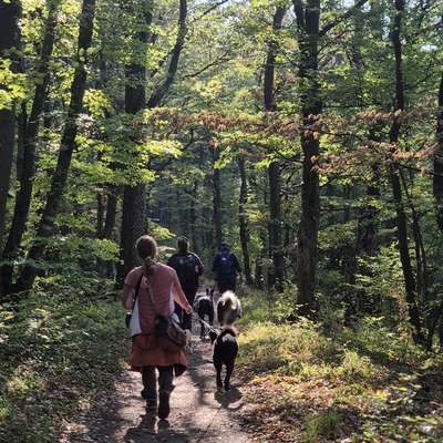 Hundetreffen-Wandern im Grünen-Bild