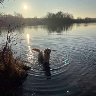 Hundetreffen-Hundetreffen-Bild