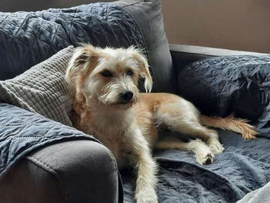 Unsere Fellnasen-Vielfalt im Überblick!-Beitrag-Bild