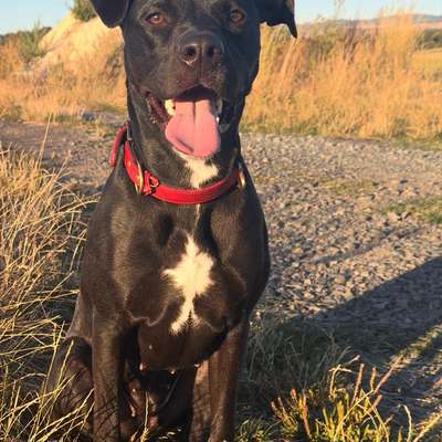 Hundetreffen-Spazieren /spieltreff-Bild