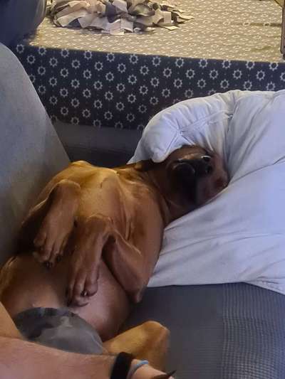 Rhodesian Ridgeback-Beitrag-Bild