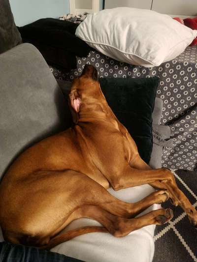 Rhodesian Ridgeback-Beitrag-Bild