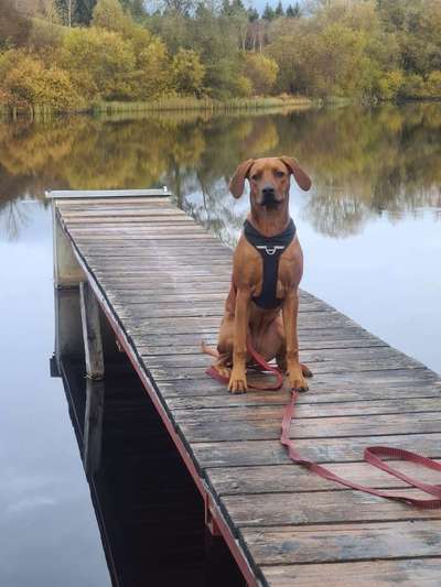 Rhodesian Ridgeback-Beitrag-Bild