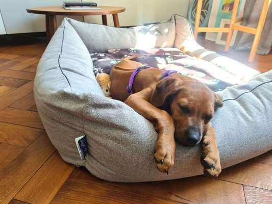 Rhodesian Ridgeback-Beitrag-Bild