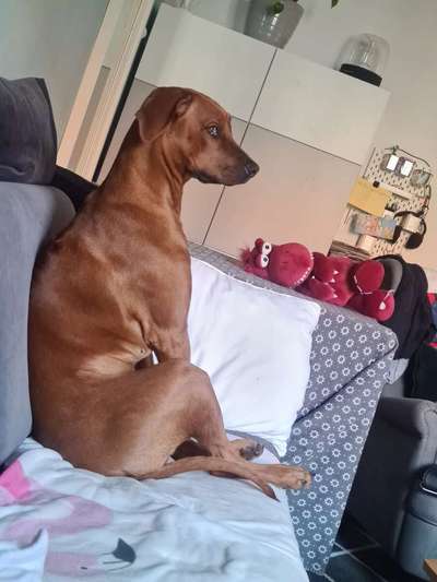 Rhodesian Ridgeback-Beitrag-Bild