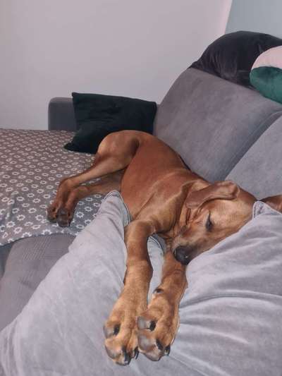 Rhodesian Ridgeback-Beitrag-Bild