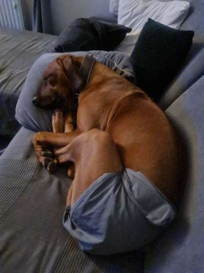 Rhodesian Ridgeback-Beitrag-Bild