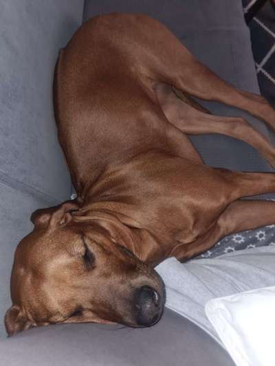 Rhodesian Ridgeback-Beitrag-Bild