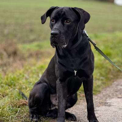 Hundetreffen-Gassi gehen mit Spiel und Spaß im Dachauer Landkreis 🐕-Bild