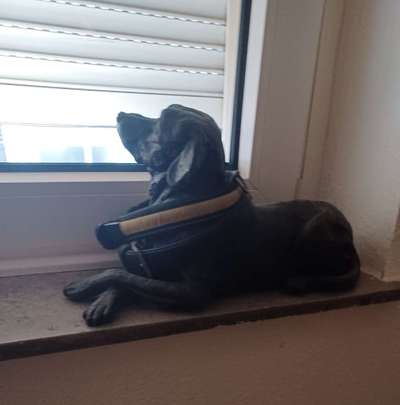 Urne von verstorbenen Haustieren !-Beitrag-Bild