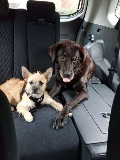 Hunde Porträt (Portrait) Galerie....-Beitrag-Bild