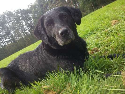 Hunde Porträt (Portrait) Galerie....-Beitrag-Bild