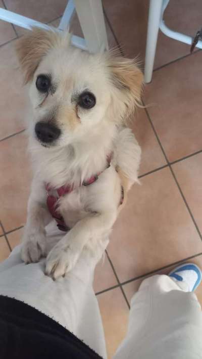 Wie kamst du zu deinem Hund?-Beitrag-Bild